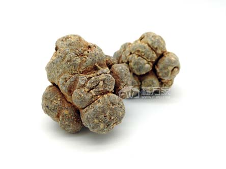 三七哪種頭數(shù)好？60頭好還是20頭好？