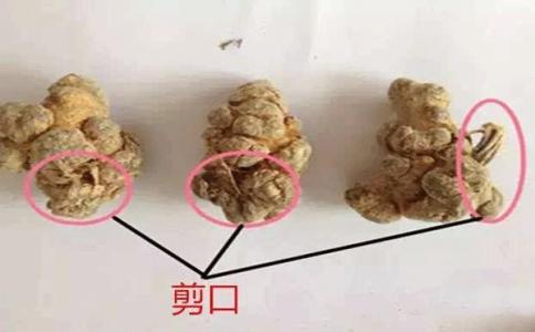 曬干三七的剪口