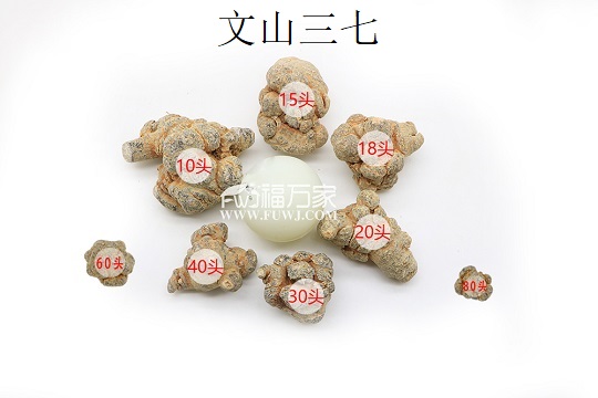 20頭三七和其他頭數(shù)三七