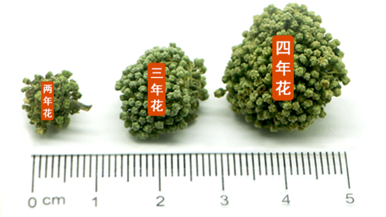 三七花哪種好